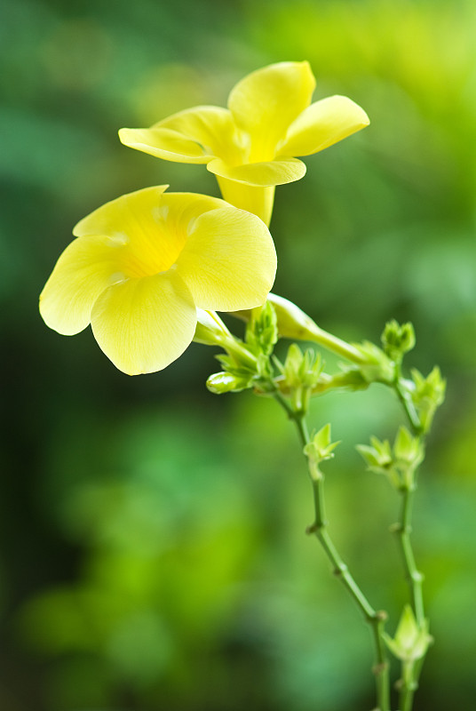 阿拉曼达，美丽的黄花