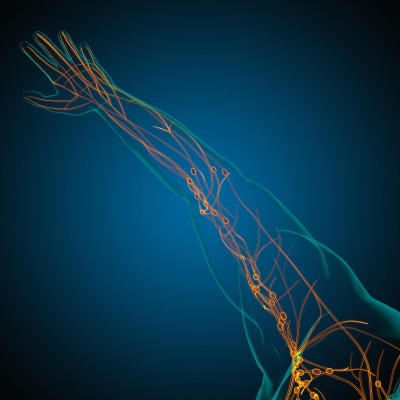 人体淋巴结解剖用于医学概念3D渲染