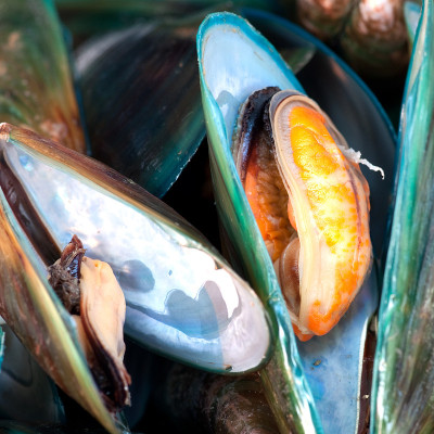 海蚌