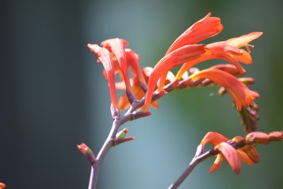 Crocosmia开花抑制