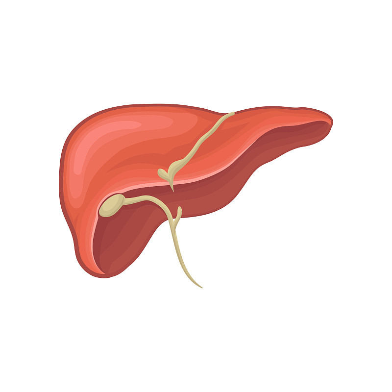 人体肝脏的结构。的消化器官。生物学和生理学概念。书籍、信息图或医疗海报的平面设计。详细的平面矢量图标预览效果