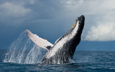 Humpback whale jumps out of the water.