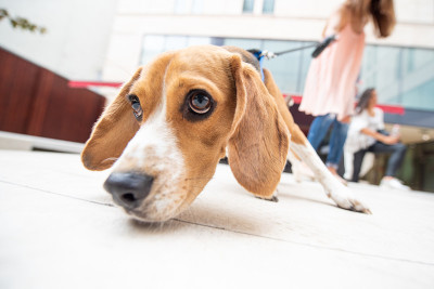 热情的小猎犬在镜头中看着遛狗
