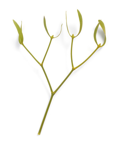 Viscum album，欧洲俗称mistletoe，俗称mistletoe或简称mistletoe