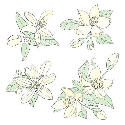 橙花油花