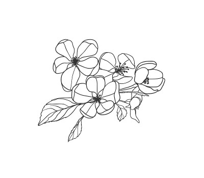 盛开的苹果树枝线性插图