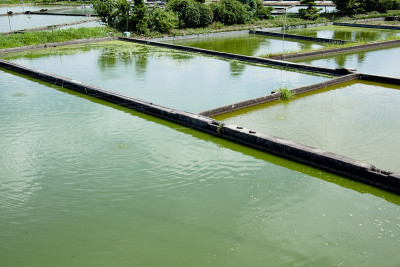 金鱼池塘