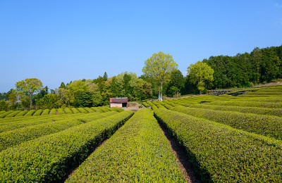茶园