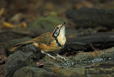 更大的民族Laughingthrush