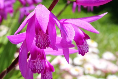 花白芨