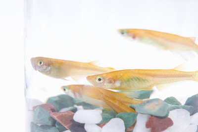 青鳉,oryzias latipes