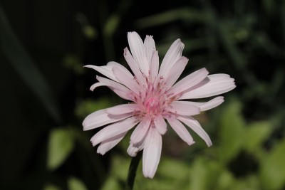 “红鹰须”花- Crepis Rubra