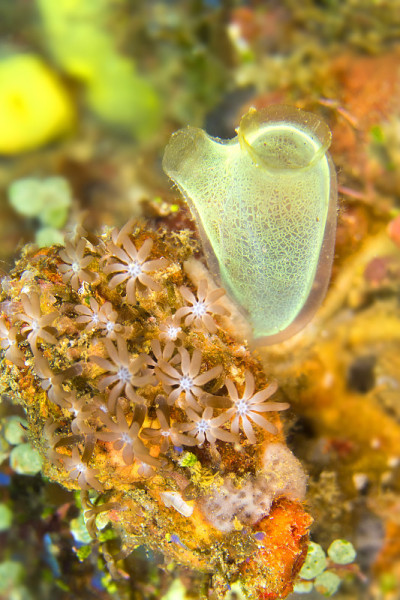 Ascidia, Tunicates, Lembeh，北苏拉威西，印度尼西亚