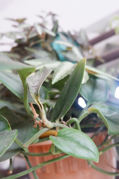 Scindapsus