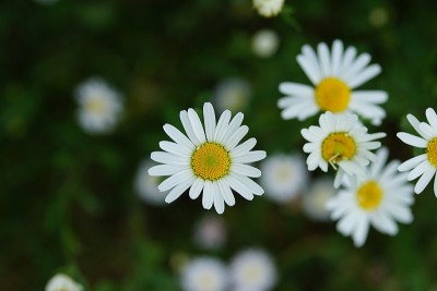 宏观的雏菊花