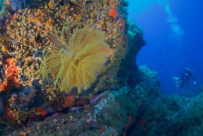 地中海fanworm