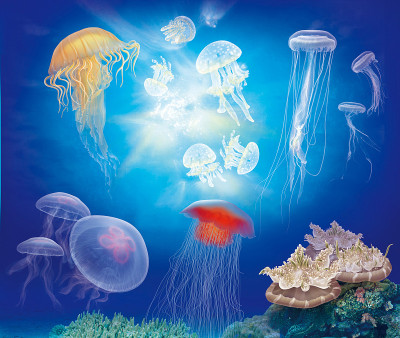 海底水母(水母)和珊瑚礁的插图