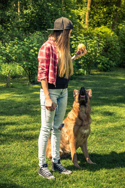 在自家花园里训练服从性犬