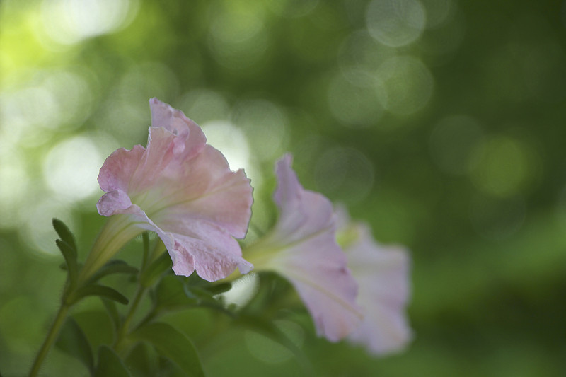 粉红色的花带着光