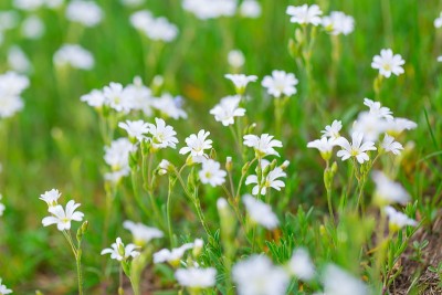 盛开的白花小鸡花