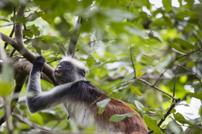 濒危的桑给巴尔红疣猴(Procolobus kirkii)， Joza