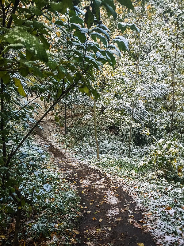 雪道路