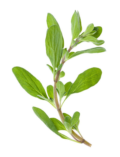 新鲜马郁兰(牛至)分离草本