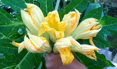 手里拿着一束西葫芦或南瓜花
