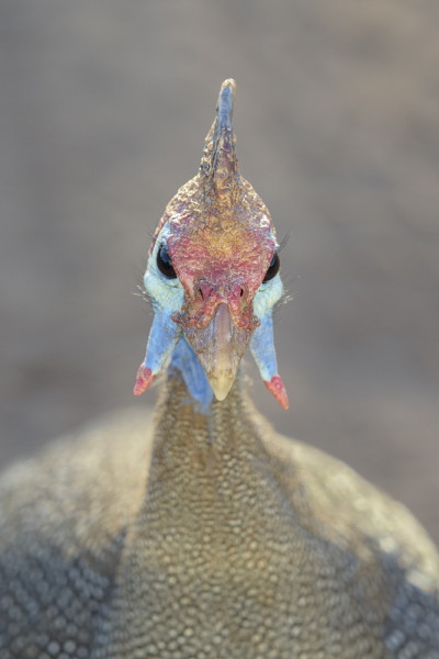 头盔珍珠鸡(Numida meleagris)