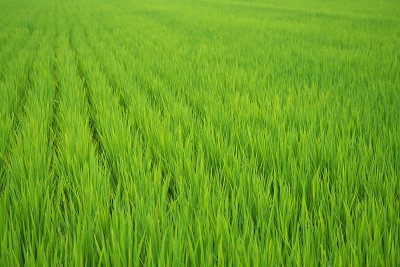 稻田