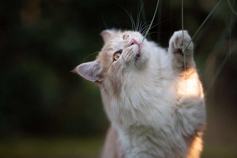 猫草在户外