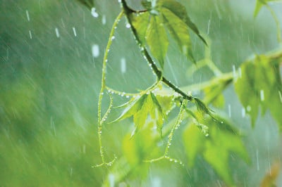 新弗吉尼亚维多利亚的爬山虎叶，初夏雨雨滴，潮湿的新鲜年轻的忍冬叶雨天背景，大详细的横向木质藤本爬山虎