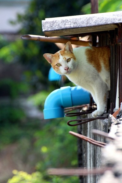 可爱的白色和橙色的猫在墙上