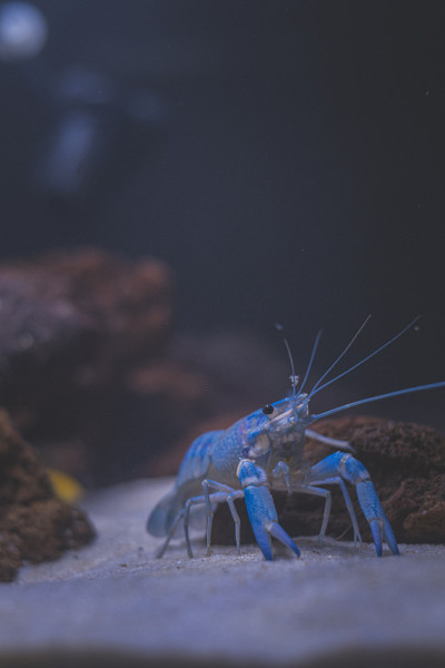 美丽的水族馆，有热带鱼，慈鲷，小龙虾，熊猫鱼和岩石