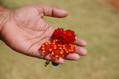 花
