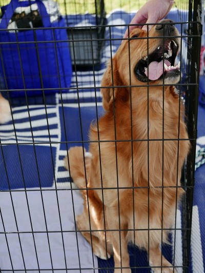 板条箱里的金毛寻回犬，等待收养