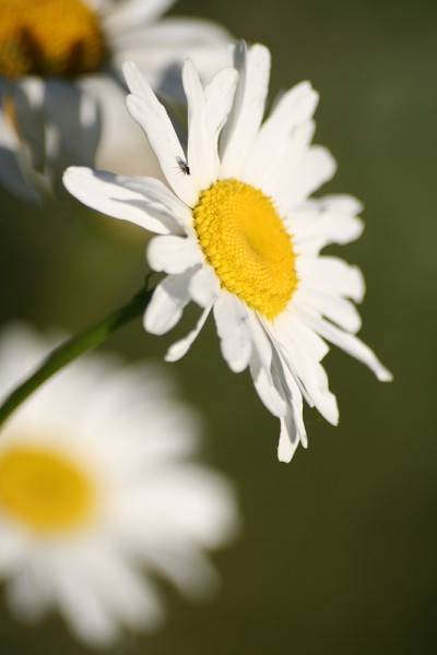 母菊花花宏，又称洋黄菊或洋甘菊