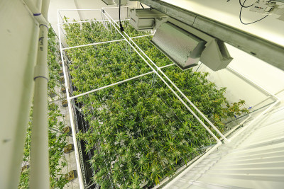 室内农场杂草植物冠层的顶角研究