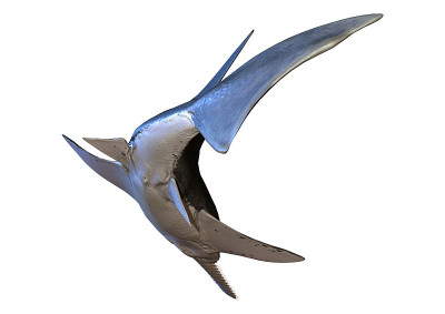 3D插图on chopristis鱼在白色