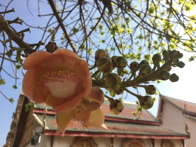 神庙里的炮球树