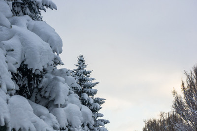 绿色蓬松的冷杉树在雪中