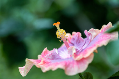 靠近美丽的芙蓉花在花园里。
