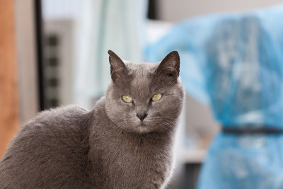 灰猫凉脸