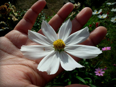 白花在手