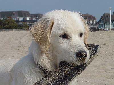 小狗的金毛寻回犬