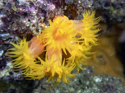 橙杯珊瑚(Tubastraea coccinea)