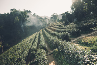 茶园清晨茶花暗调