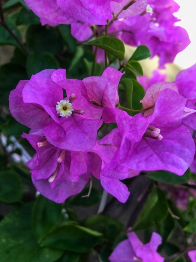 叶子花属