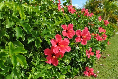 花园里的一小块木槿花