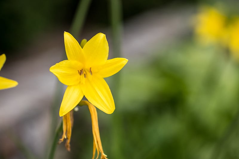 夏日花园里充满活力的黄色百合花